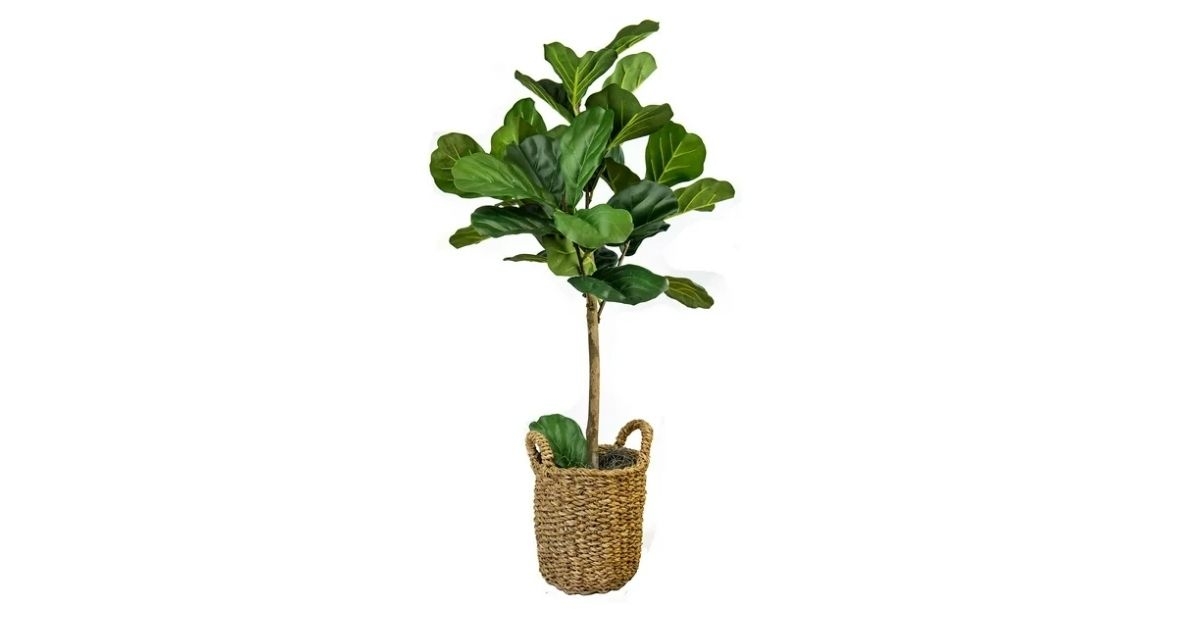fig tree in woven basket