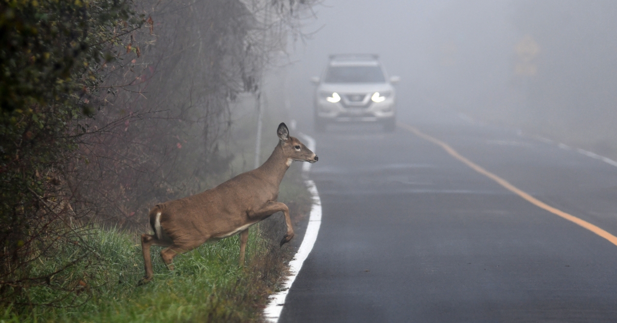 deer doe walking on road through morning fog