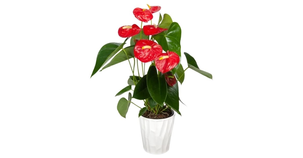 anthurium in ceramic pot