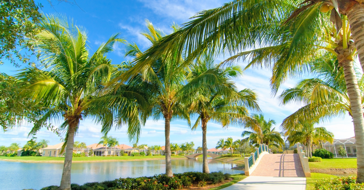 palm alley
