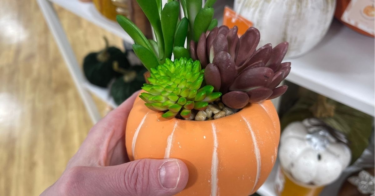 faux succulent garden
