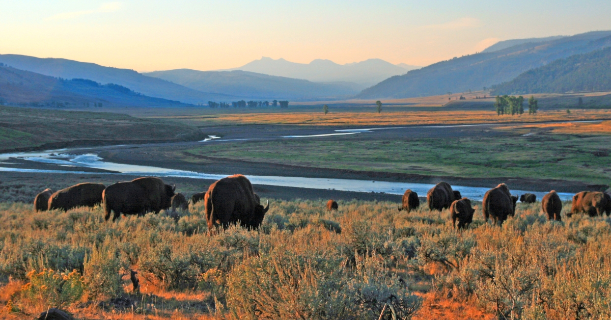 Valley of Yellowstone National Park