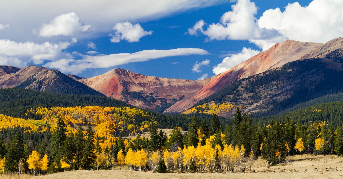 panoramic fall forest of aspen trees