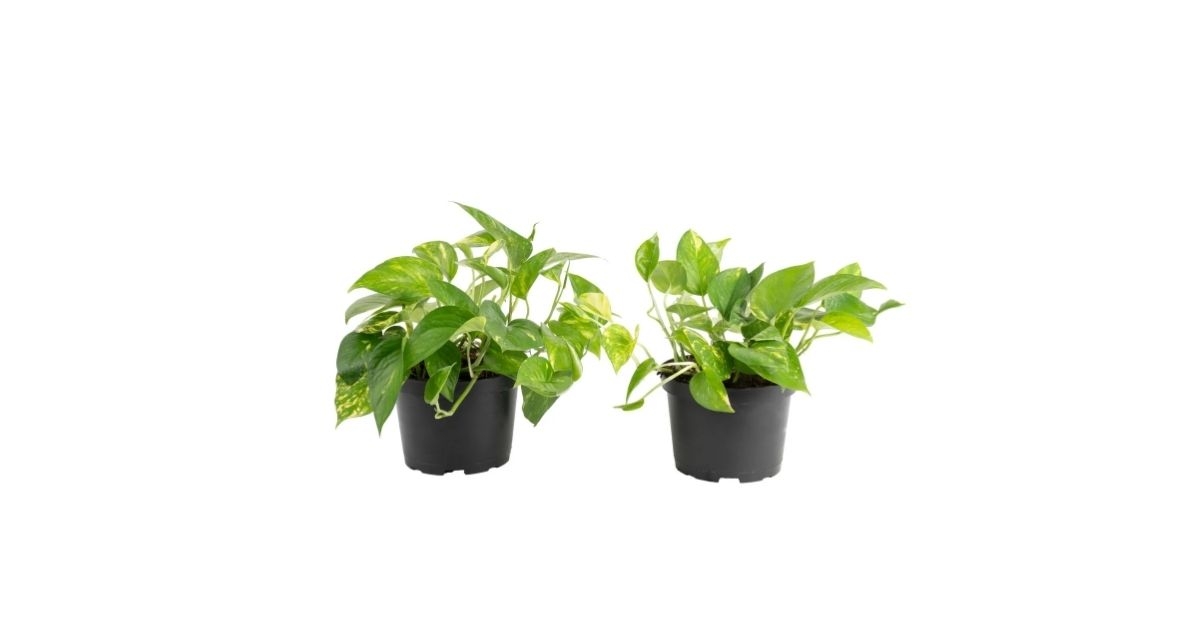 houseplant in nursery pot