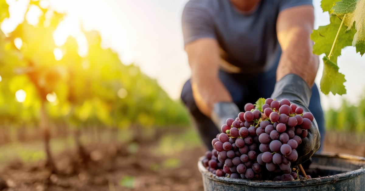 grape picker harvests ripe fruit 