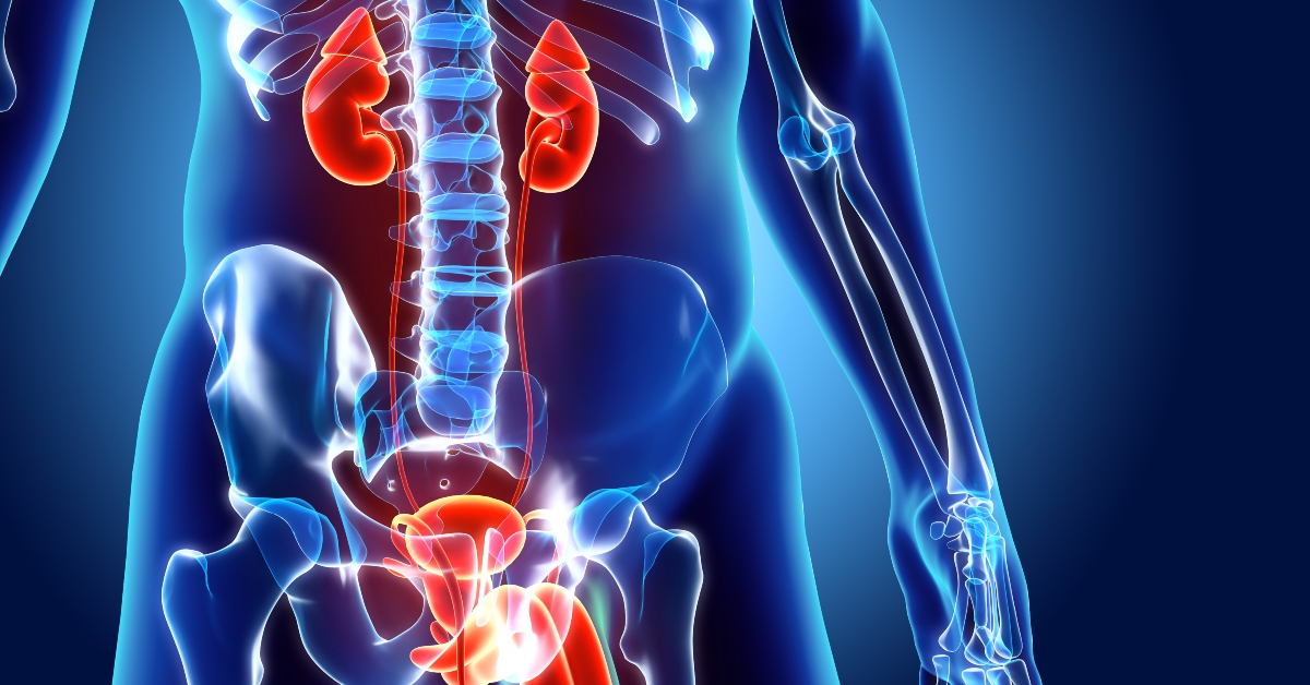 3D illustration of Urinary System, medical concept