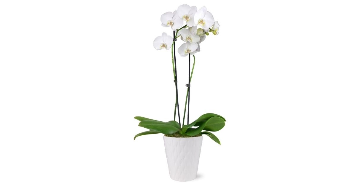 orchid in white ceramic pottery