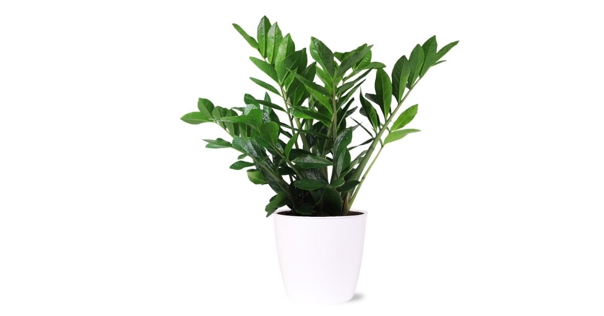 zz plant in ceramic pot