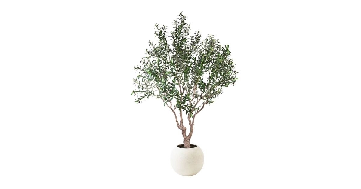 olive tree in oversized cream pot