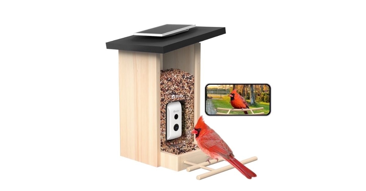 bird feeder with camera