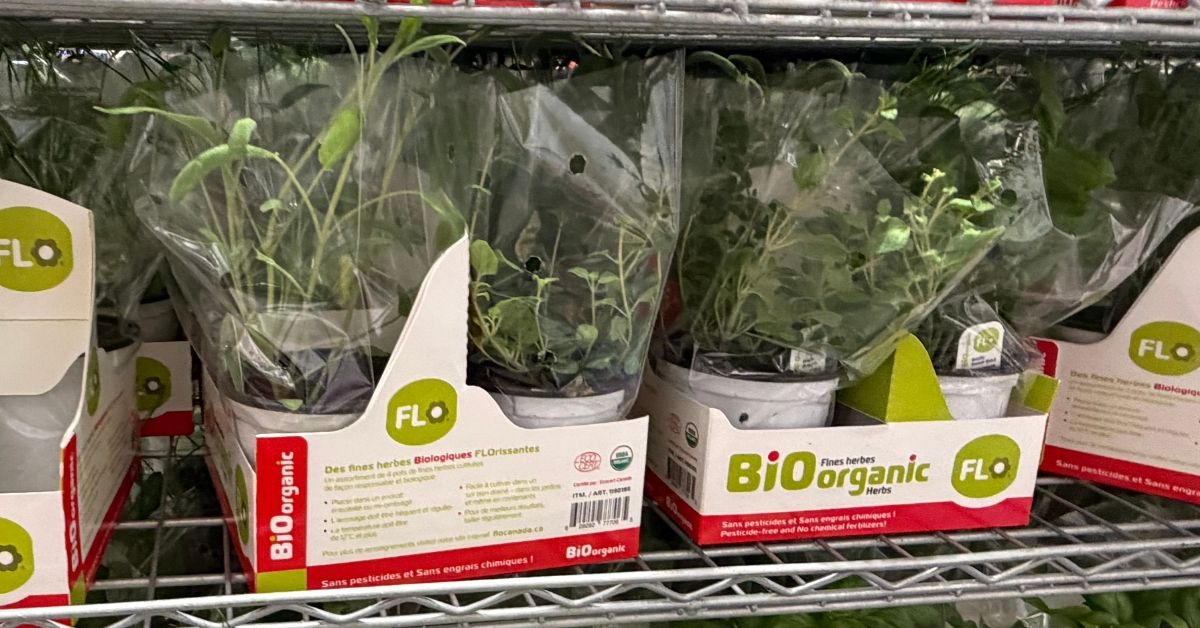 organic potted herbs