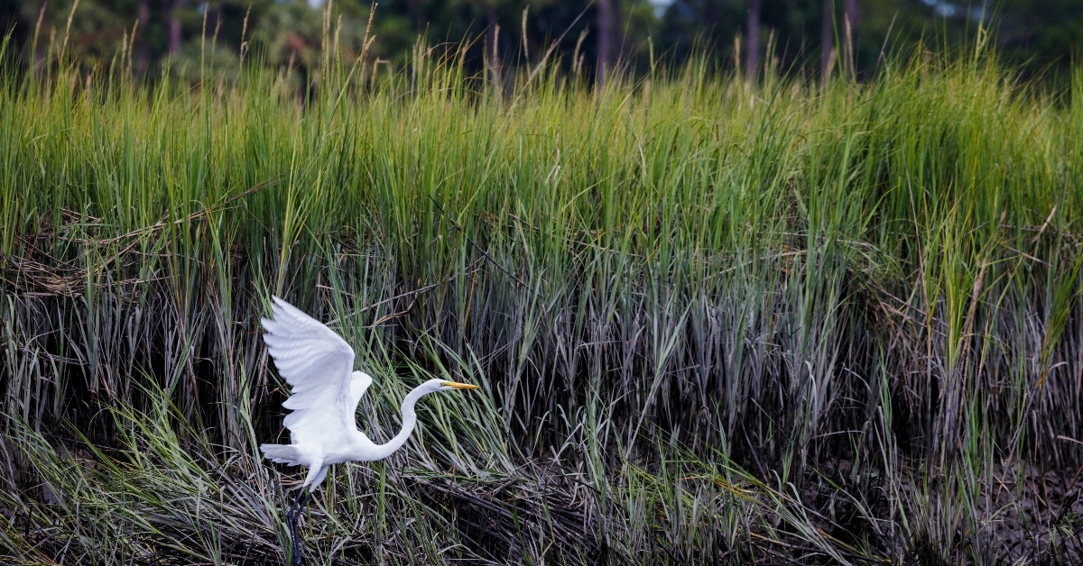 A bird in South Carolina