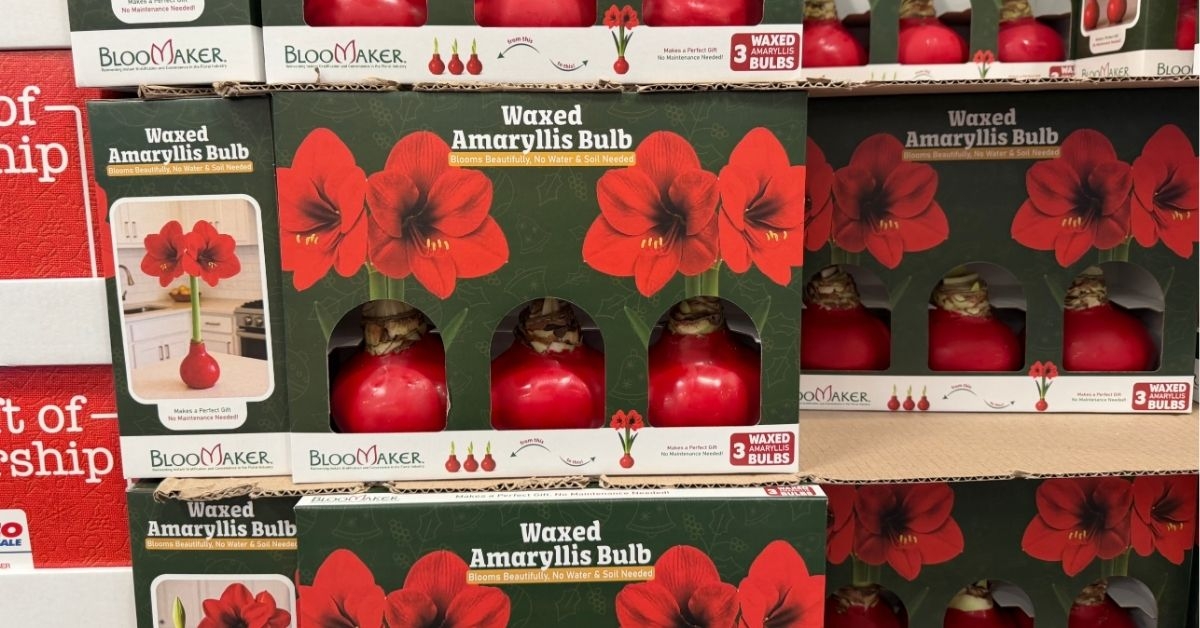 waxed amaryllis bulbs