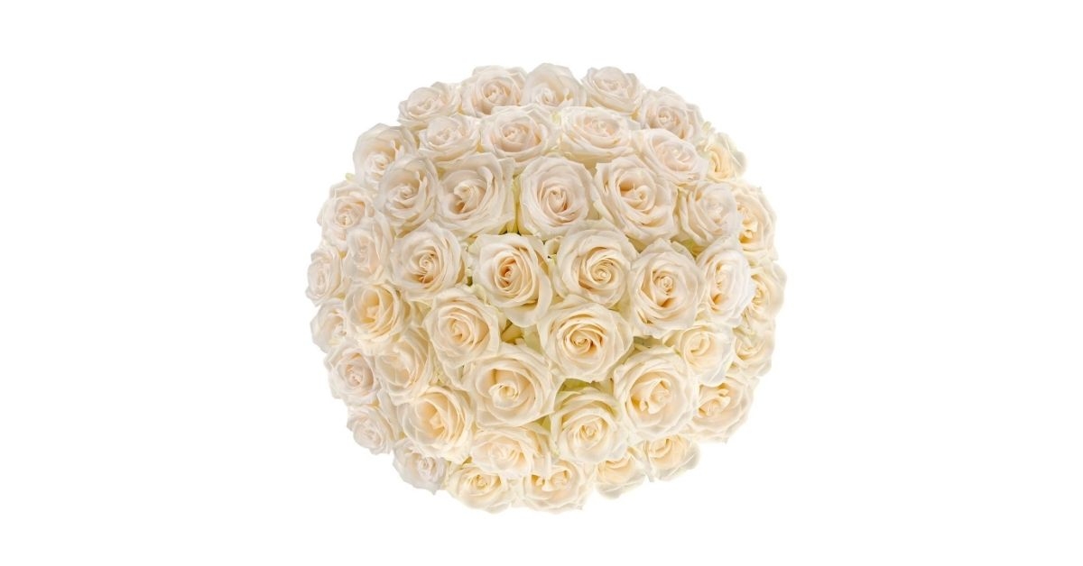 ecuadorian premium roses