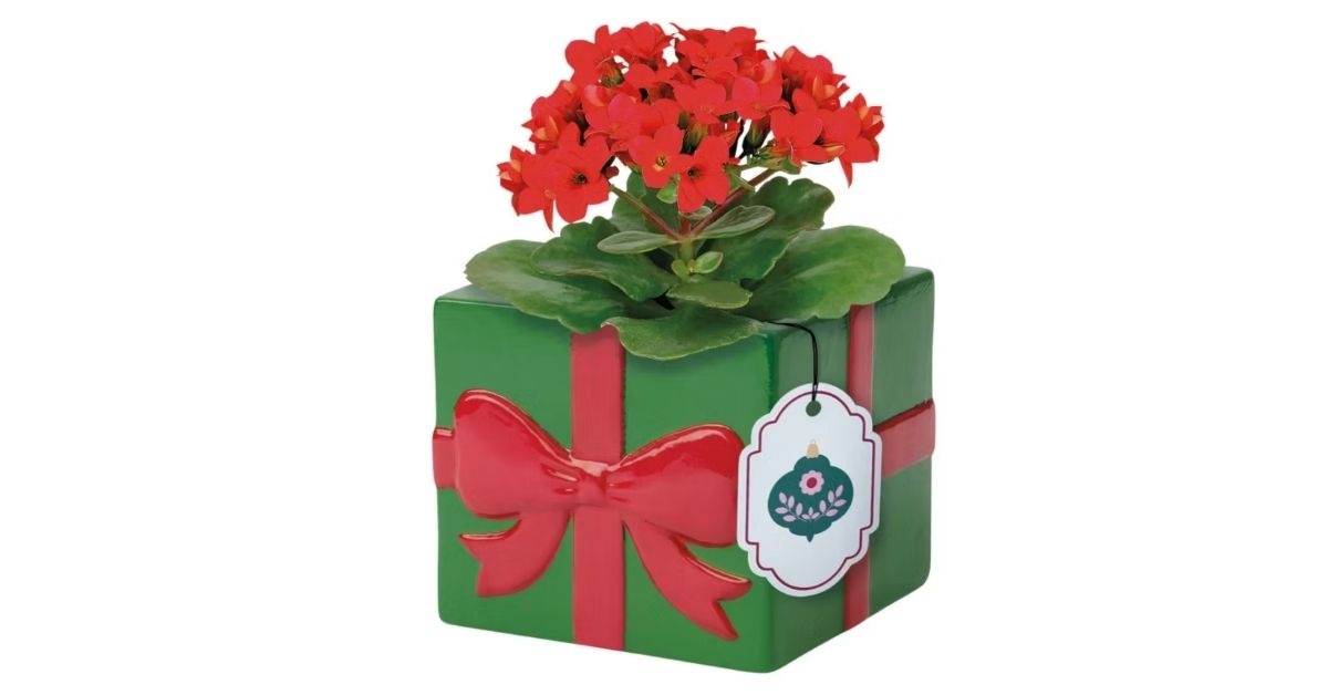 holiday kalanchoe