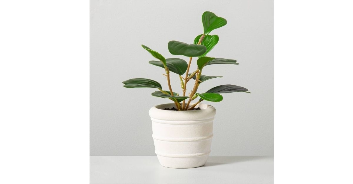 mini faux hoya heart plant