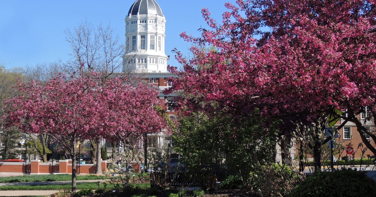 beautiful flowering redbud trees on a sunny spring