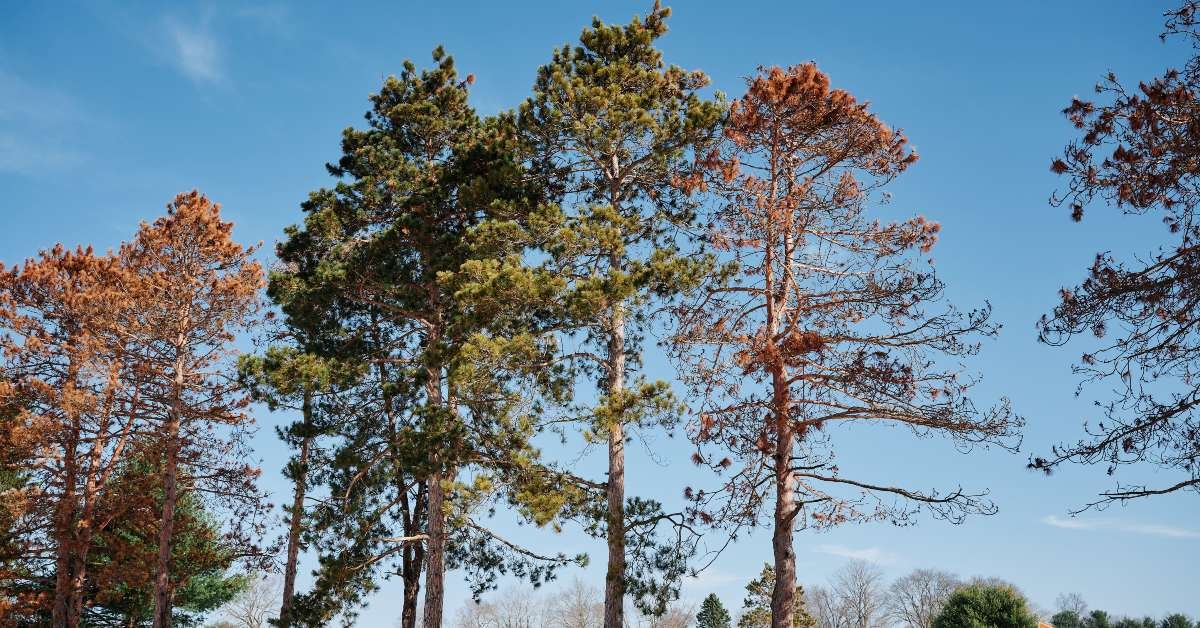 pine trees in pennsylvania