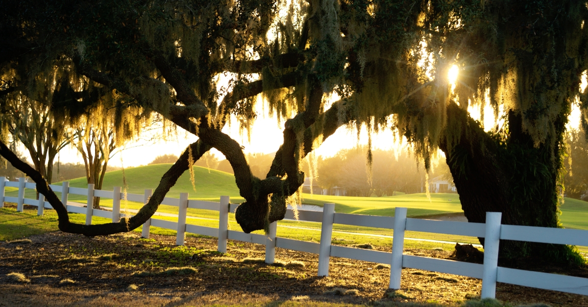 tree hanging over a white fence 