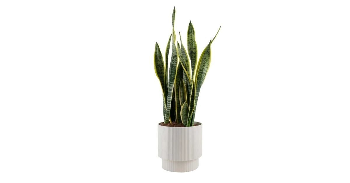 snake plant
