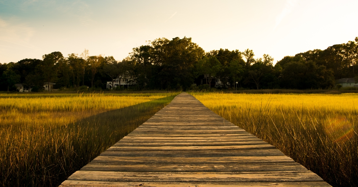 marsh at sunset with green grass