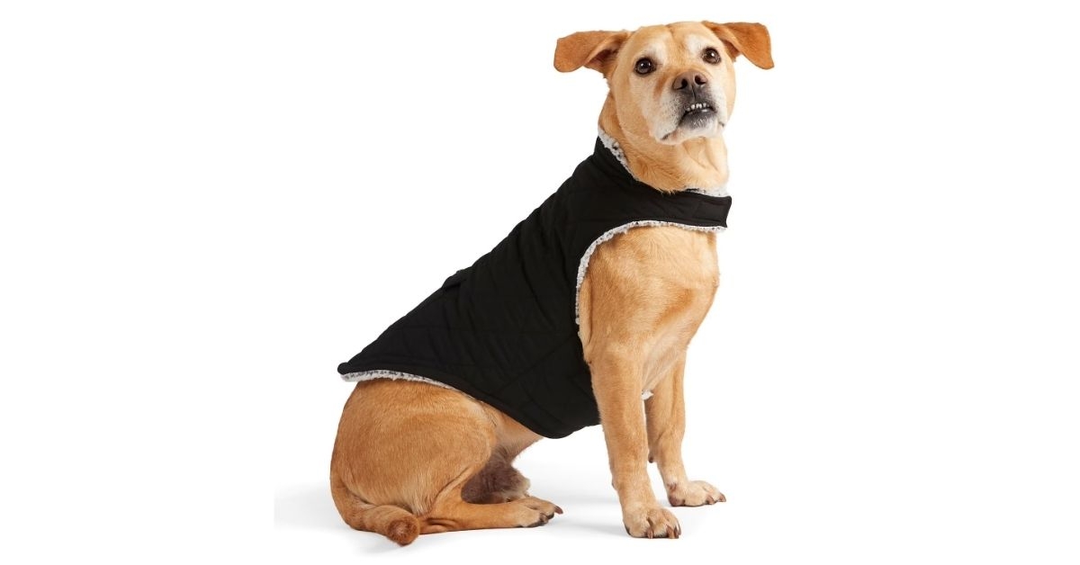 dog coat
