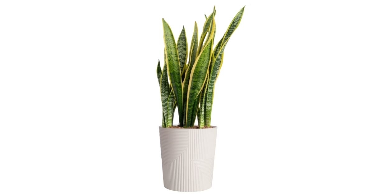 costa farms sansevieria plant