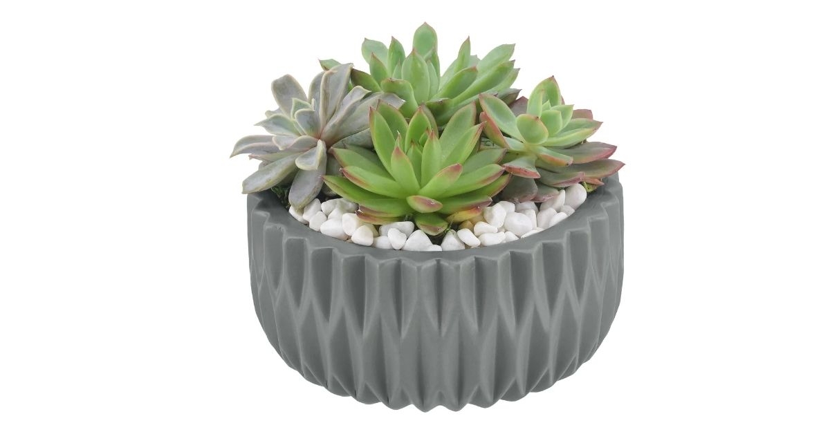 echeveria succulent garden