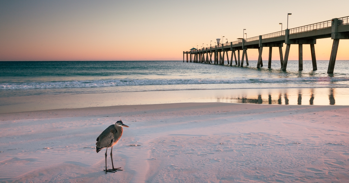 lone bird on beach