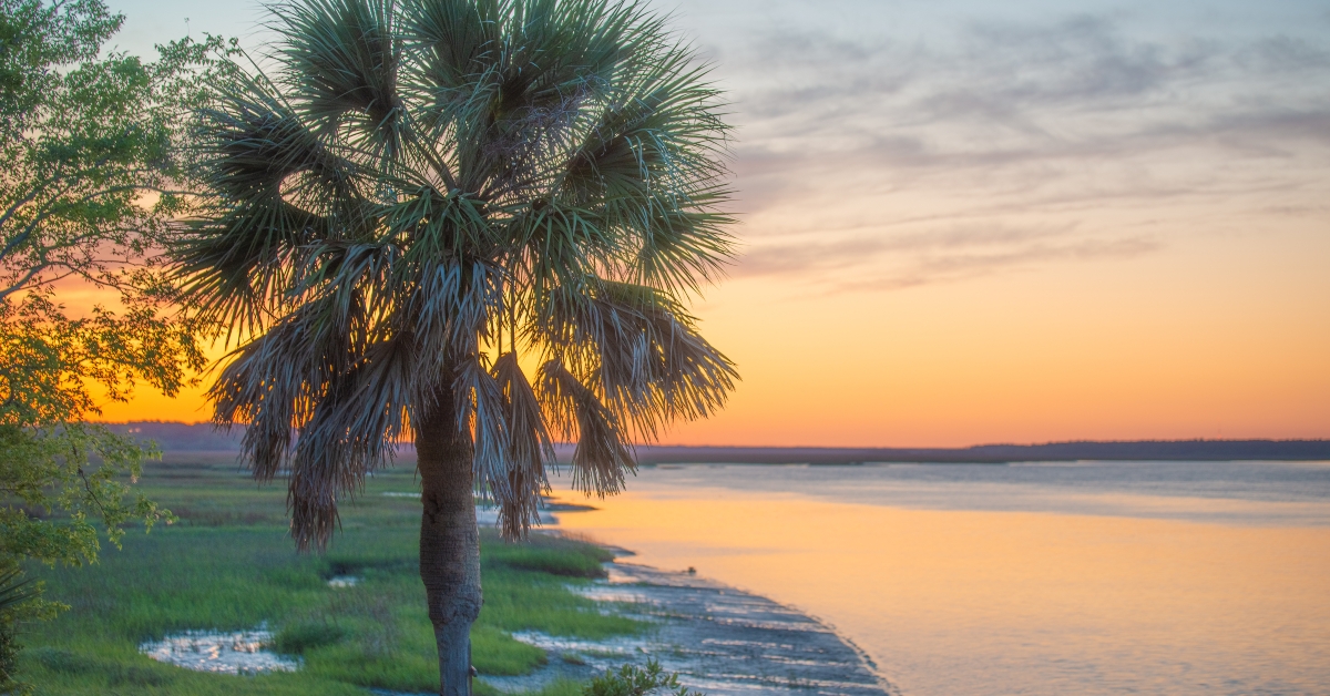 palmetto tree beside the river