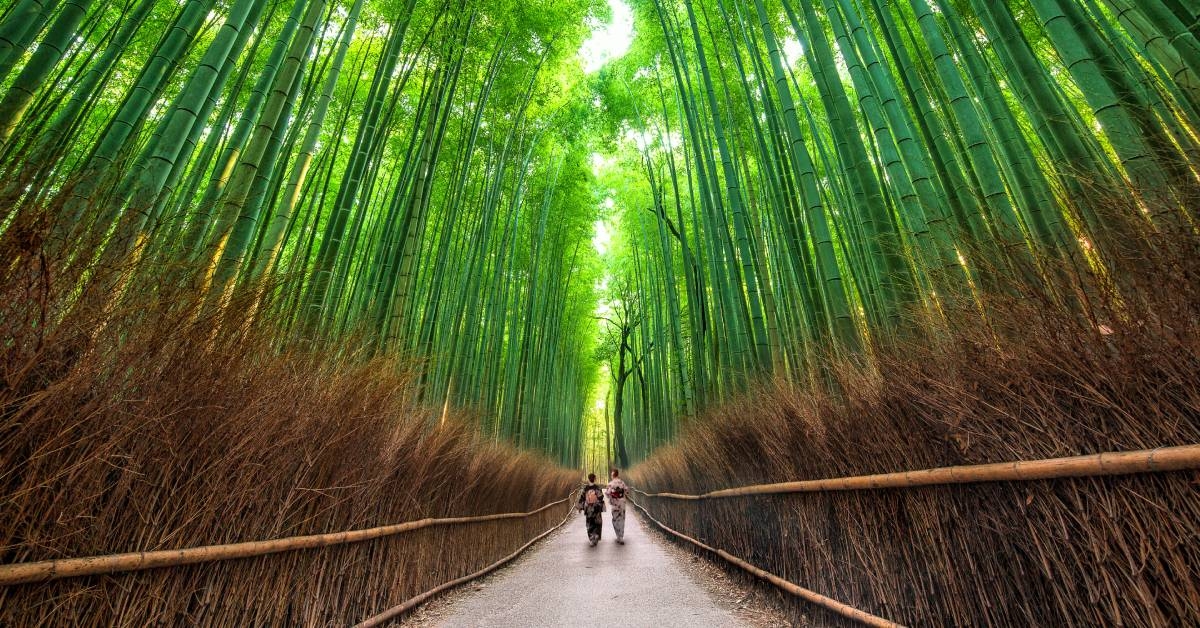 Sagano Path, Kyoto, Japan