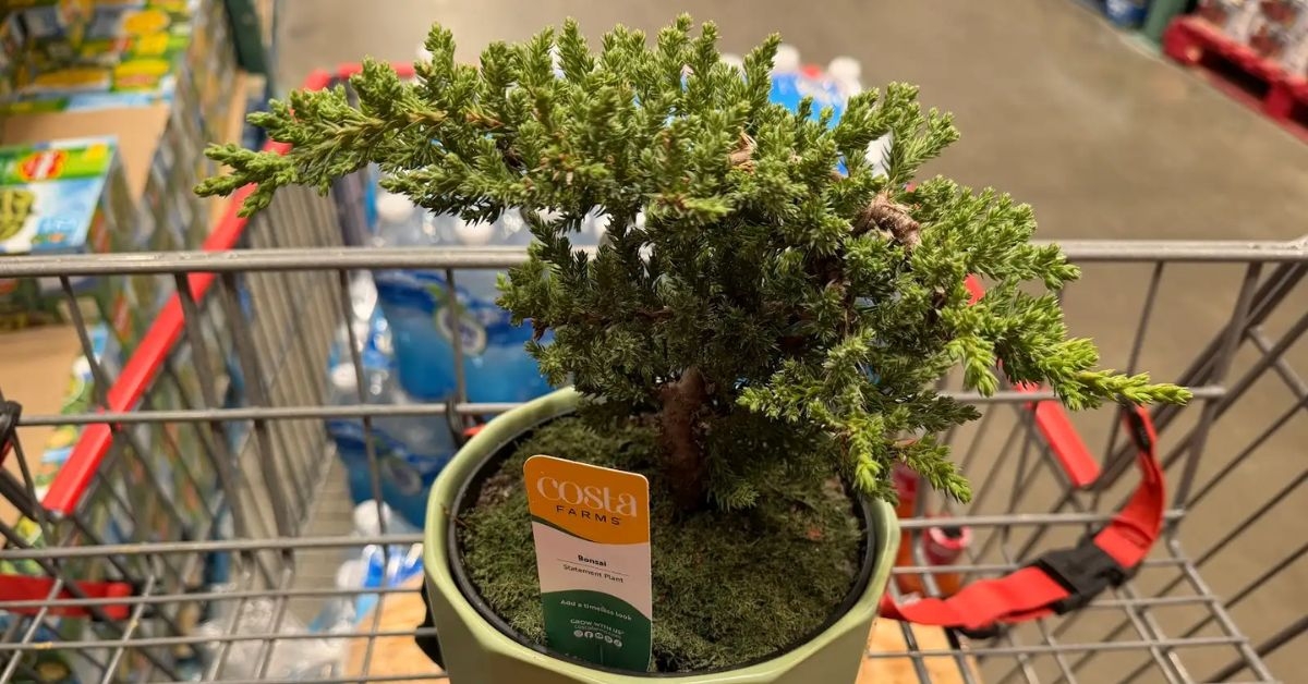 costa farms bonsai trees
