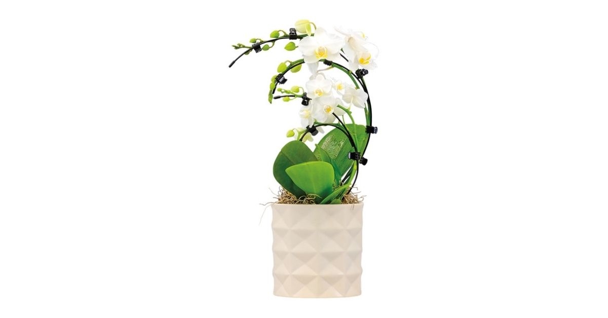 double wave orchid