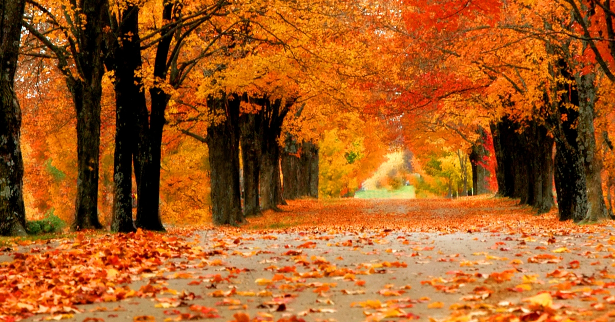 fall foilage harrison arkansas