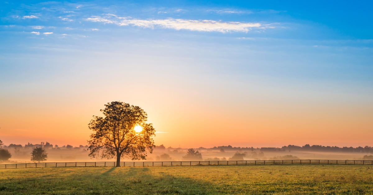 sunrise behind a tree