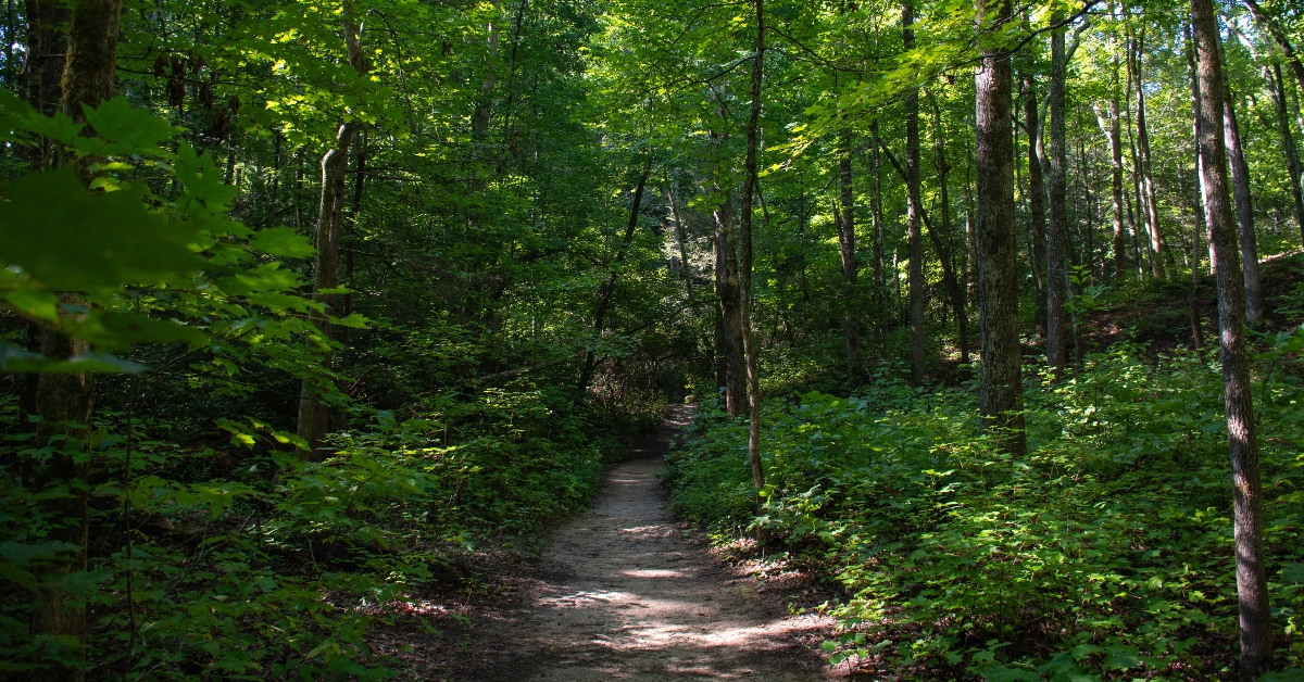 sumter national forest