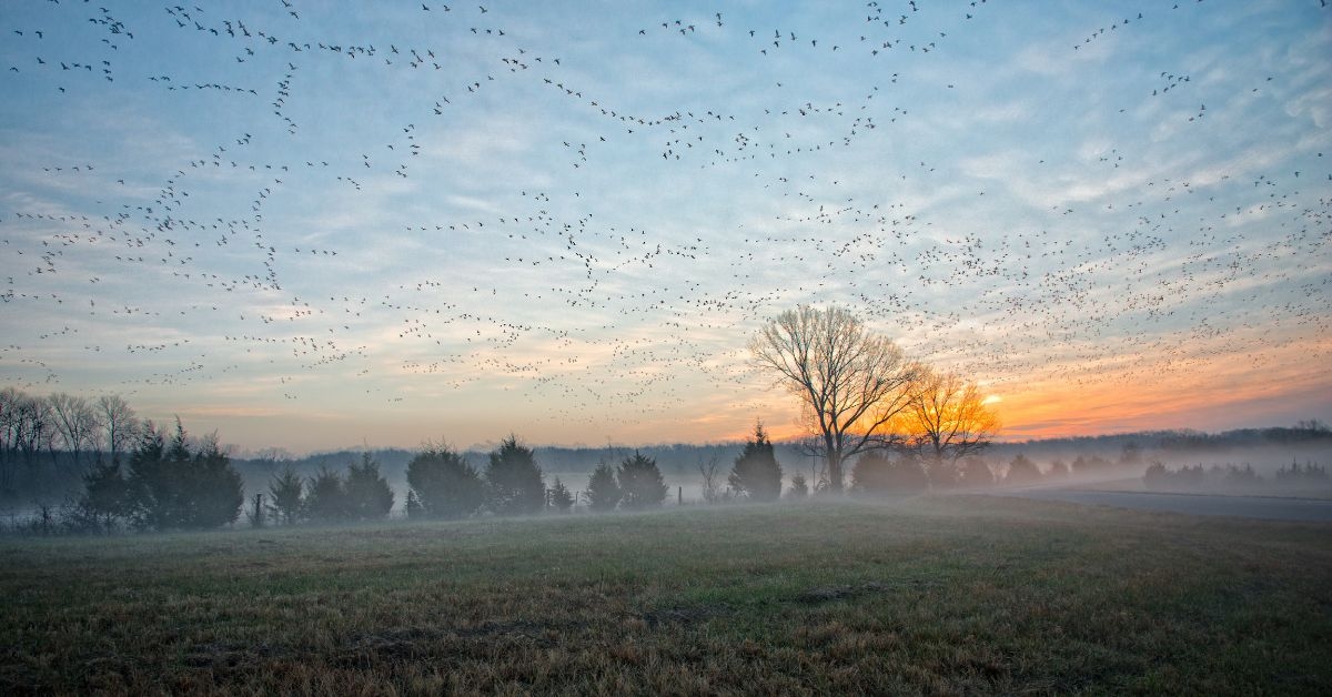 Sunrise in a field in Jonesboro, Arkansas