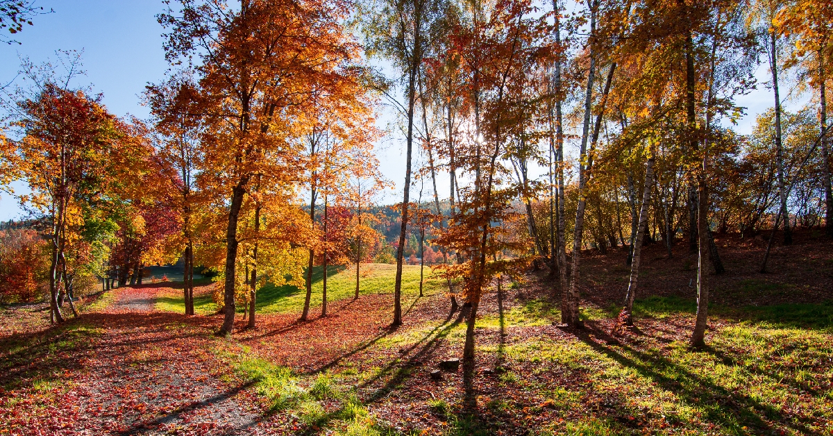 beautiful autumn colors