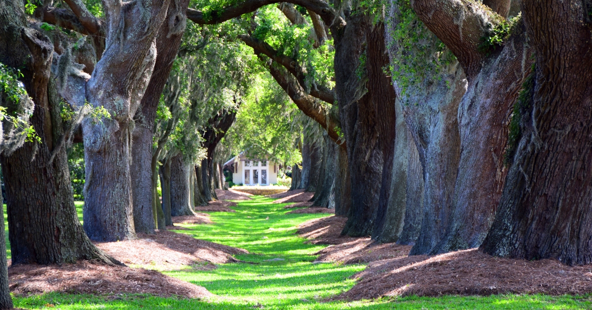 avenue of the oaks in st simons island