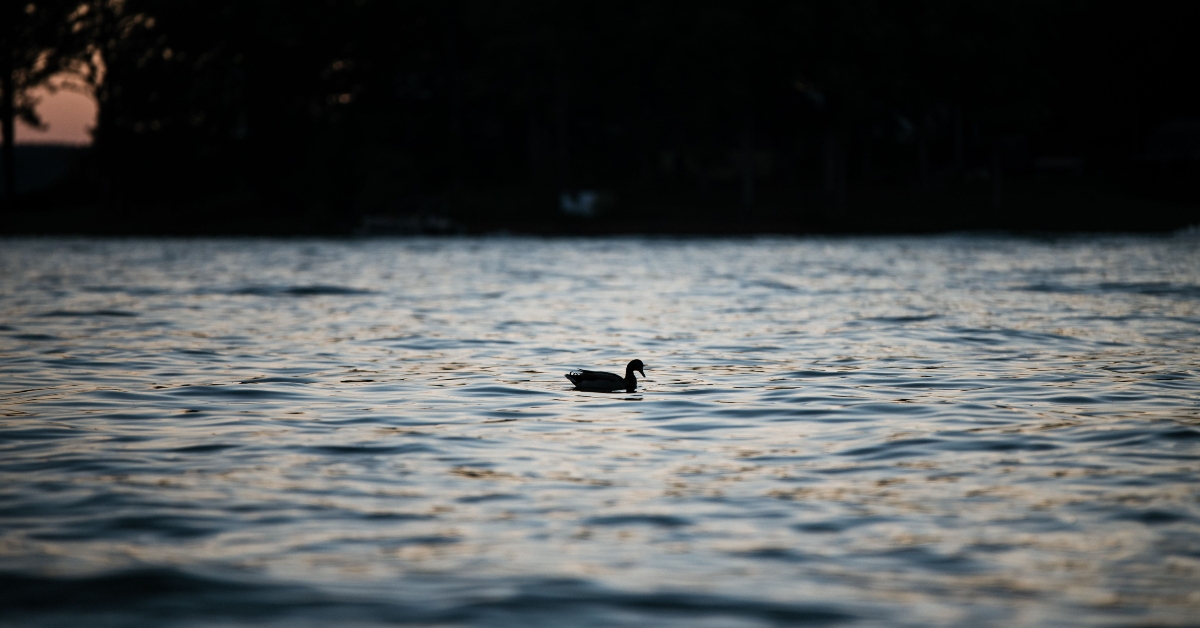 lonely duck swimming