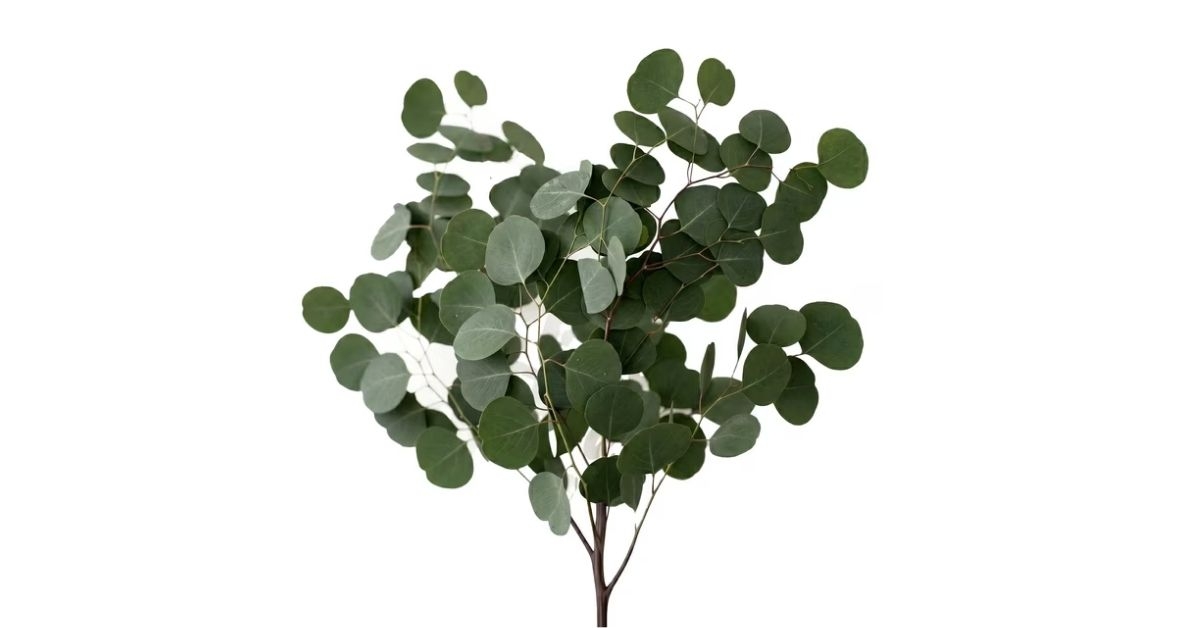 silver dollar eucalyptus