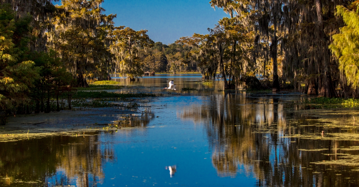 Cajun Swamp & Lake Martin