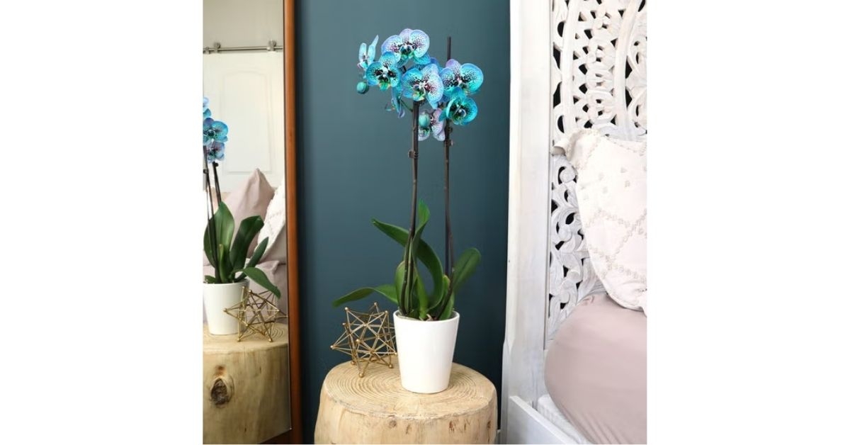 kaleidoscope orchid in white quinn pot
