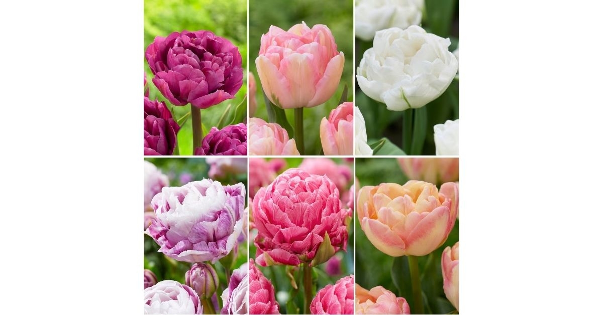 longfield gardens double delight tulip collection