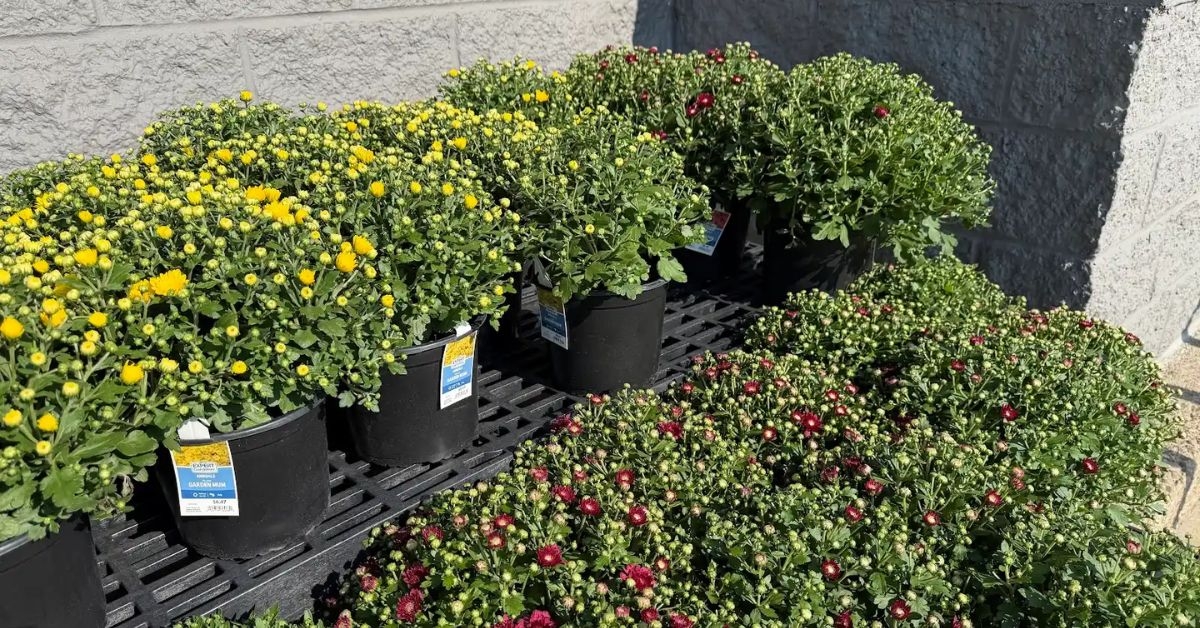 expert gardener fall mums