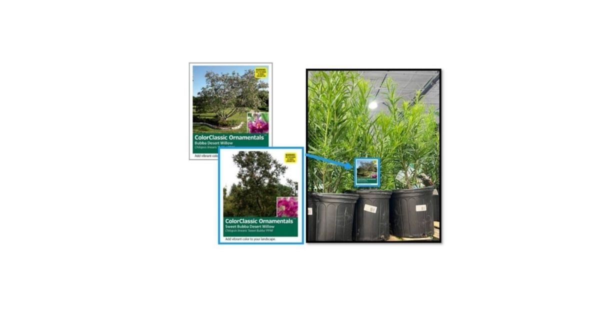 Costco recall Desert Willow plants
