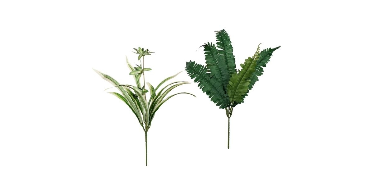 fern and spider bush