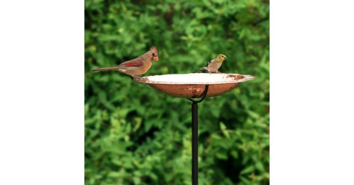 two birds standing on bird bath