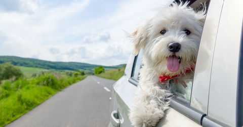 Dog-Friendly Vacation Spots