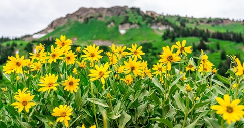 field of yellow wildflowers